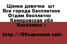 Щенки девочки 4шт - Все города Бесплатное » Отдам бесплатно   . Кемеровская обл.,Киселевск г.